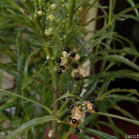 Euodia hortensis J.R.Forst. & G.Forst.